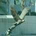 eagleatcc